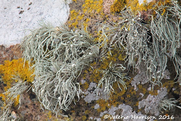 4-lichen