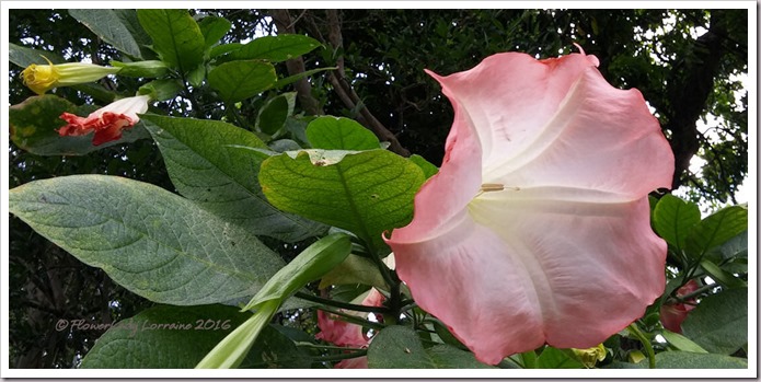 04-21-angel-trumpet2