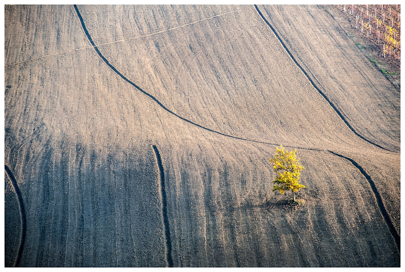 L'ultimo albero di Bazar57