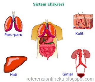 Sistem ekskresi pada manusia