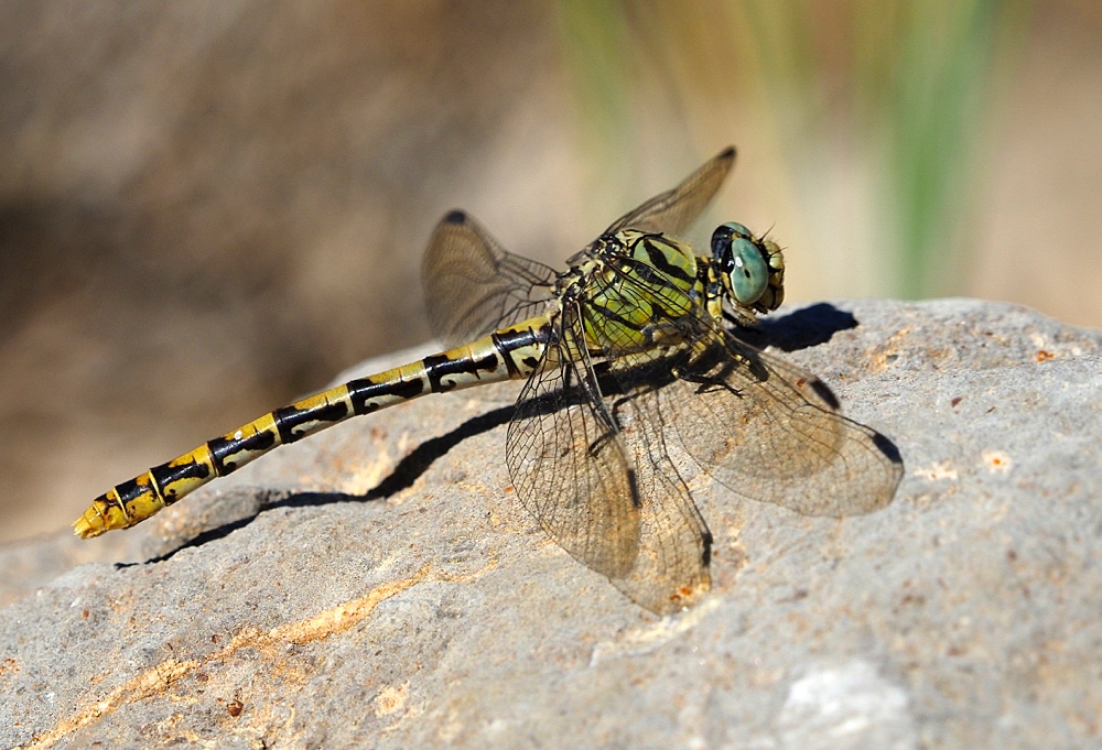 Libélula (Small pincertail)