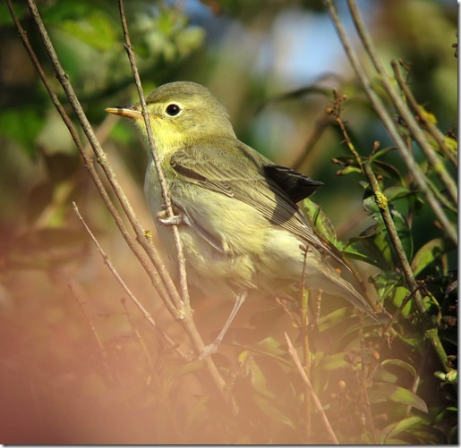 Icterine_Warbler_2,_Burnham_Overy[1]