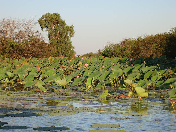 Kakadu-Katherine Gorge-Litchfield NP del 15 al 20 de Agosto de 2012 - Australia de costa a costa (2)