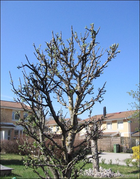 Beskära-Äppelträd-Efterbild