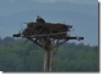 Eagle in nest Kathlyn Lake, Yellowhead Highway, BC