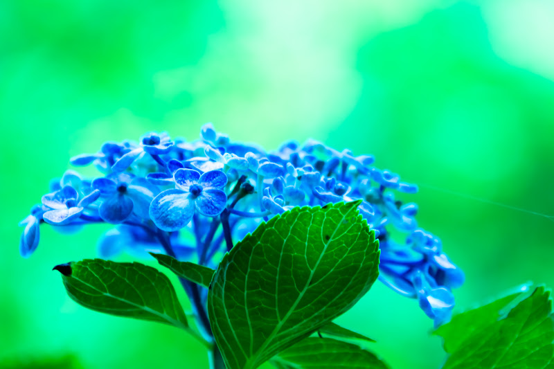 Hydrangea flowers at Hondo-ji Temple22