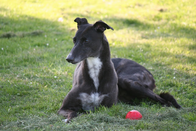terrier - La meute (Border Terrier & Greyhound) IMG_1090