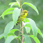 Prairie Warbler