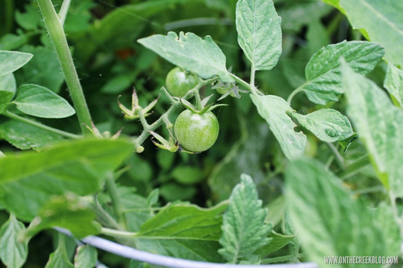 Garden Fresh Tomatoes