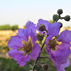 Giant Crape Myrtle