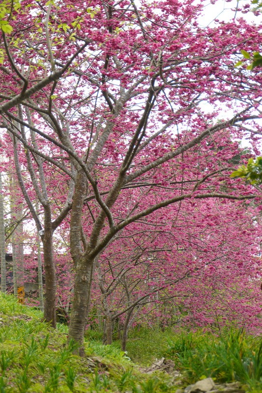 2014_0201-0207 轆轆溫泉 花東3日行_485