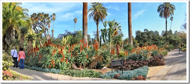 141227_Huntington_aloe_pano