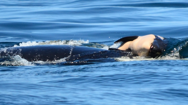 The first calf born in three years to the endangered orcas that spend time in Pacific Northwest waters died Tuesday, 24 July 2018, the latest troubling sign for a population already at its lowest in more than three decades. The mother is seen propping the newborn on her forehead and trying to keep it near the surface of the water. Photo: Michael Weiss / Center for Whale Research