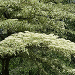 Arboretum de la Vallée-aux-Loups : cornouiller étage panaché