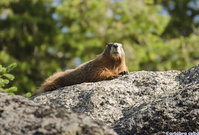 Animales y zonas más “salvajes” de YELLOWSTONE - OESTE DE EEUU 2015. UN MES POR LOS PARQUES NATURALES DE 6 ESTADOS (TERMINADO!!) (16)