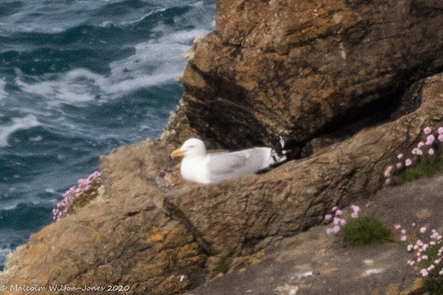 Herring Gull