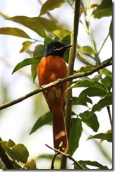 Red-bellied Paradise-flycatcher