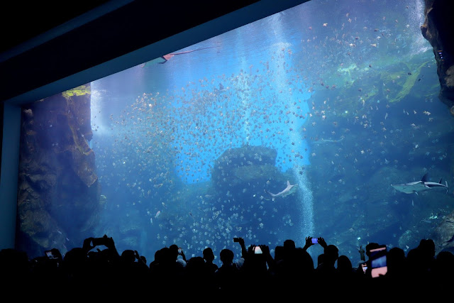 桃園 青埔 親子景點  Xpark 水族館 企鵝 水母 水豚君