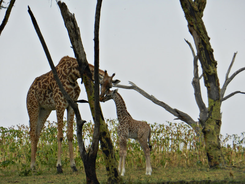 De safari: LAGO NAIVASHA - KENYA: safari y playas del Índico (4)