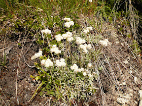 Pied de chat mâle, Antennaria dioica, famille: Astéracées pied de chat male.JPG