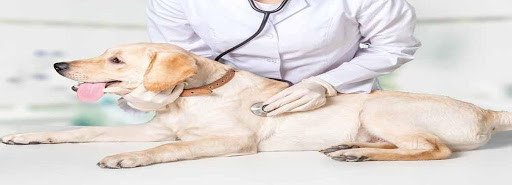 Pets Friendly Clinic -Your Family Vet, Shop No. 7, Sector 11, Faridabad, Haryana 121006, India, Veterinarian, state HR