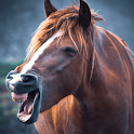 Horse Sounds icon