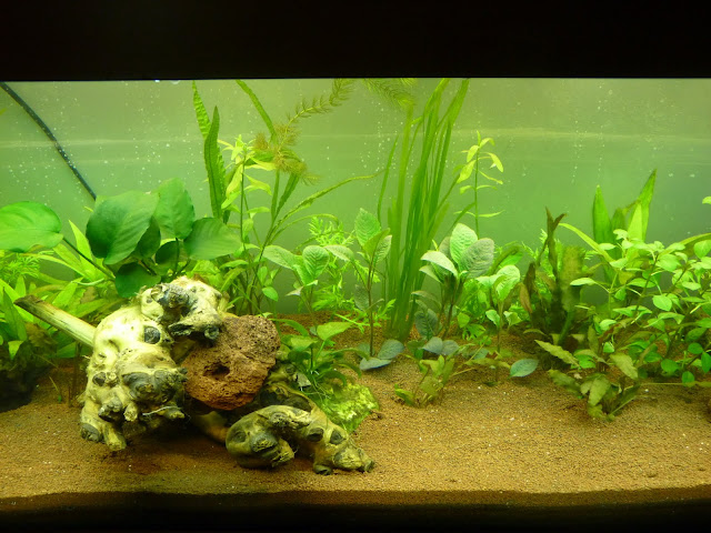 Ma petit histoire Aquariophile de 2009 à aujourd'hui  P1020590