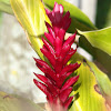 Red Ginger