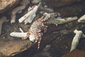 Crab on White Rock Island