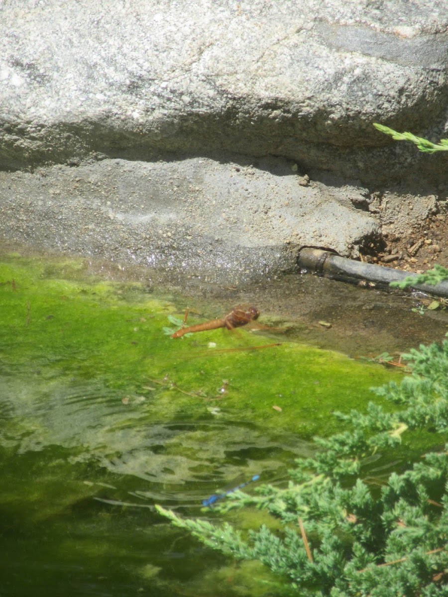 Cardinal Meadowhawk