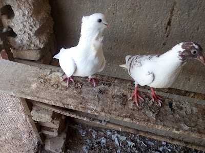 Photos of Hammam markets