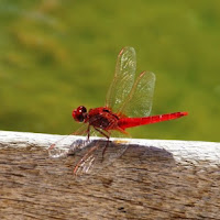 Libellura rossa di 