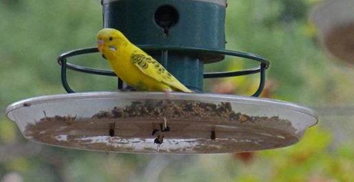 Yellow Bungie/Parakeet at feeder