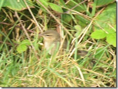 Dusky Warbler