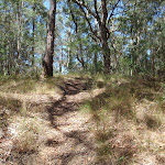 Track through the open forest (235358)