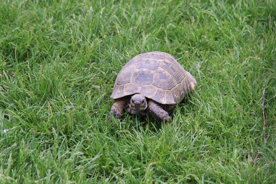 Грузинский экспресс: Тбилиси, Казбеги, Сванетия. Первомай 2015 Грузинский экспресс: Тбилиси, Казбеги, Сванетия. Первомай 2015