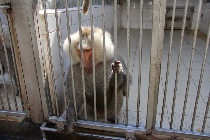 Путешествие в Абхазию, август 2014 г.