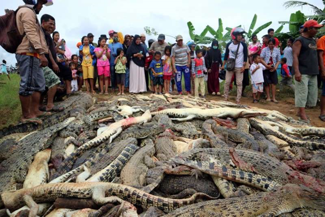 Local residents look at the carcasses of hundreds of crocodiles from a farm after they were killed by angry locals on 14 July 2018, following the death of a man who was killed in a crocodile attack in Sorong district of the eastern Indonesian province of West Papua. Photo: REUTERS