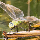 Migrant Hawker