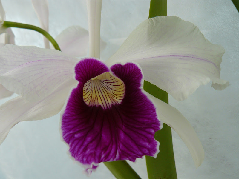 Cattleya (Laelia) purpurata (étiquette : f. flamea x flamea 'Rolf') P1050680