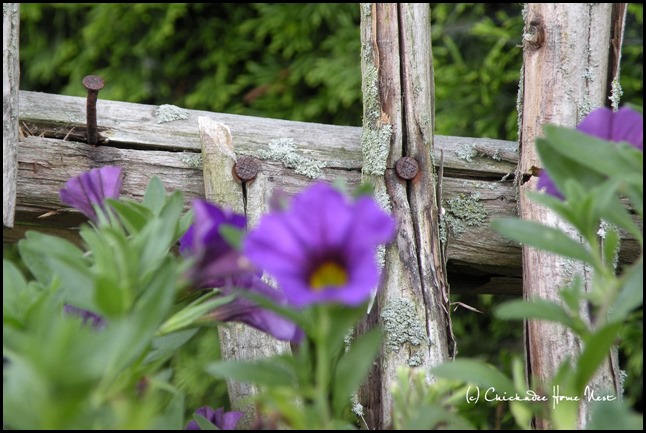 Petunias, red white and blue, twig chair