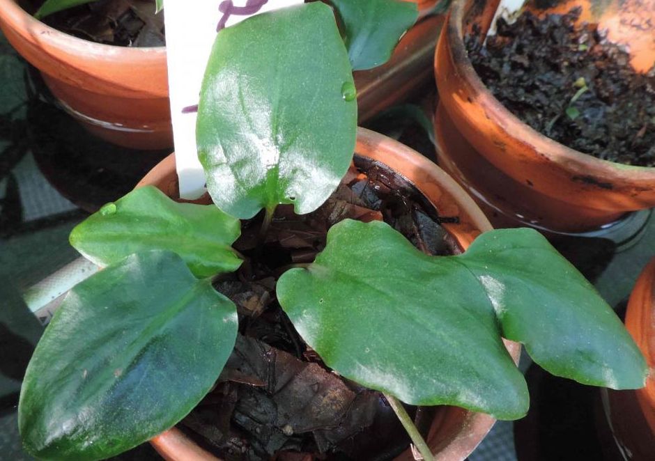 Криптокорина пурпурная (Криптокорина красноцветковая) (Cryptocoryne × purpurea)