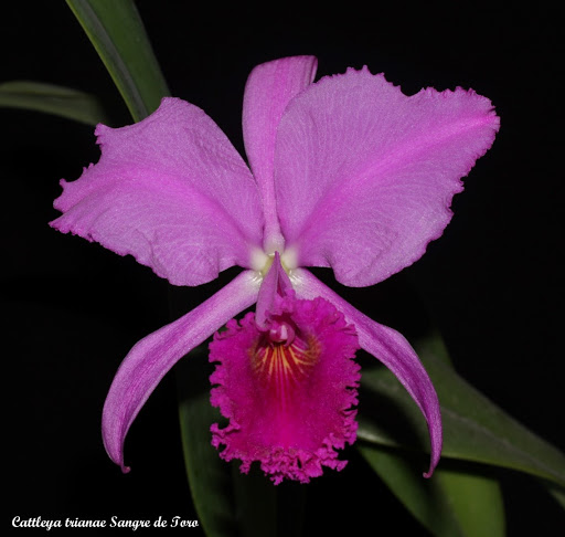 Cattleya trianae 'Sangre de Toro' IMG_8900b%252520%252528Large%252529