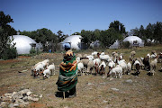 A man herds sheep in front of a mine's accomodation. Many mines in and around Welkom have closed, leaving many people without jobs.