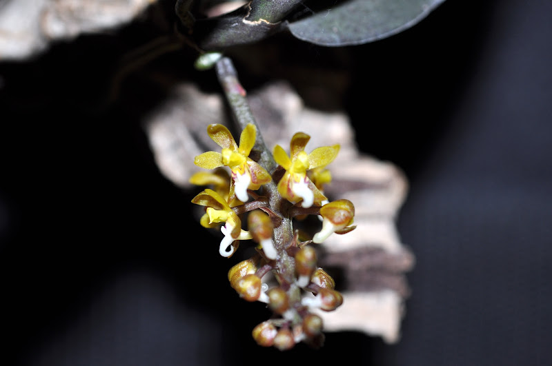 Malleola baliensis DSC_0001