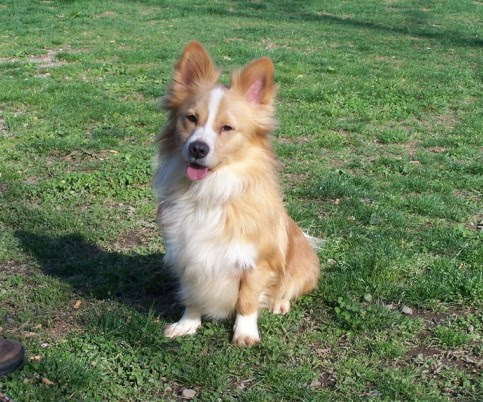 Varese Gunt Simil Volpino Corgi 2 Anni Adotta Un Cucciolo