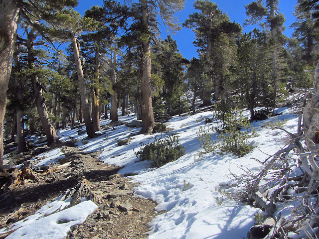 a bit of snow sided trail along the crest