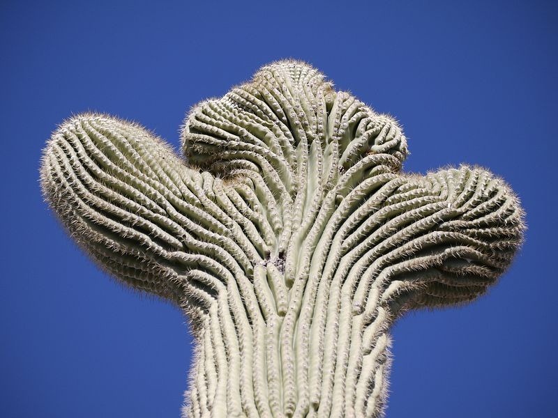 crested-saguaros-3