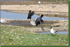 Slimbridge WWT - May