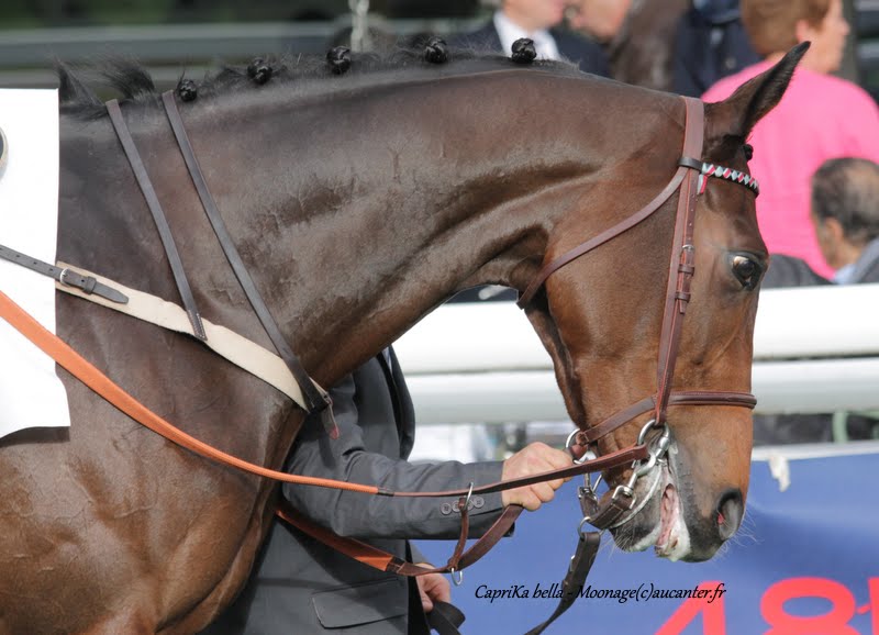 Photos Auteuil 7-11-2015 (48h de l'obstacle) IMG_6253